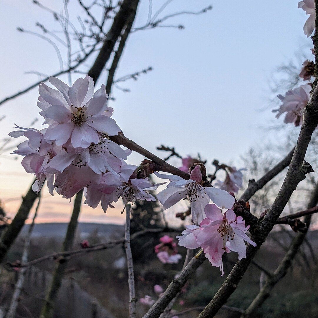 First blossoms in our garden – spring is coming. #cherry
